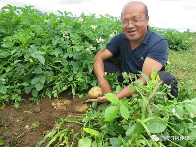 迪庆高原采收种薯,绽放藏民新希望