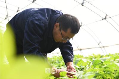 小种薯大产业 德州乐陵科技赋能让土豆变“金豆”