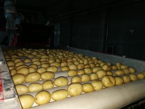 大量广西鲜土豆即将上市