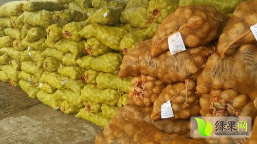 山东肥城荷兰十五土豆种 种薯品种优良