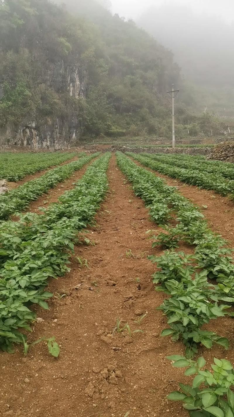 科技助力产业振兴!优质脱毒马铃薯由于受5月3日冰雹灾害袭击,