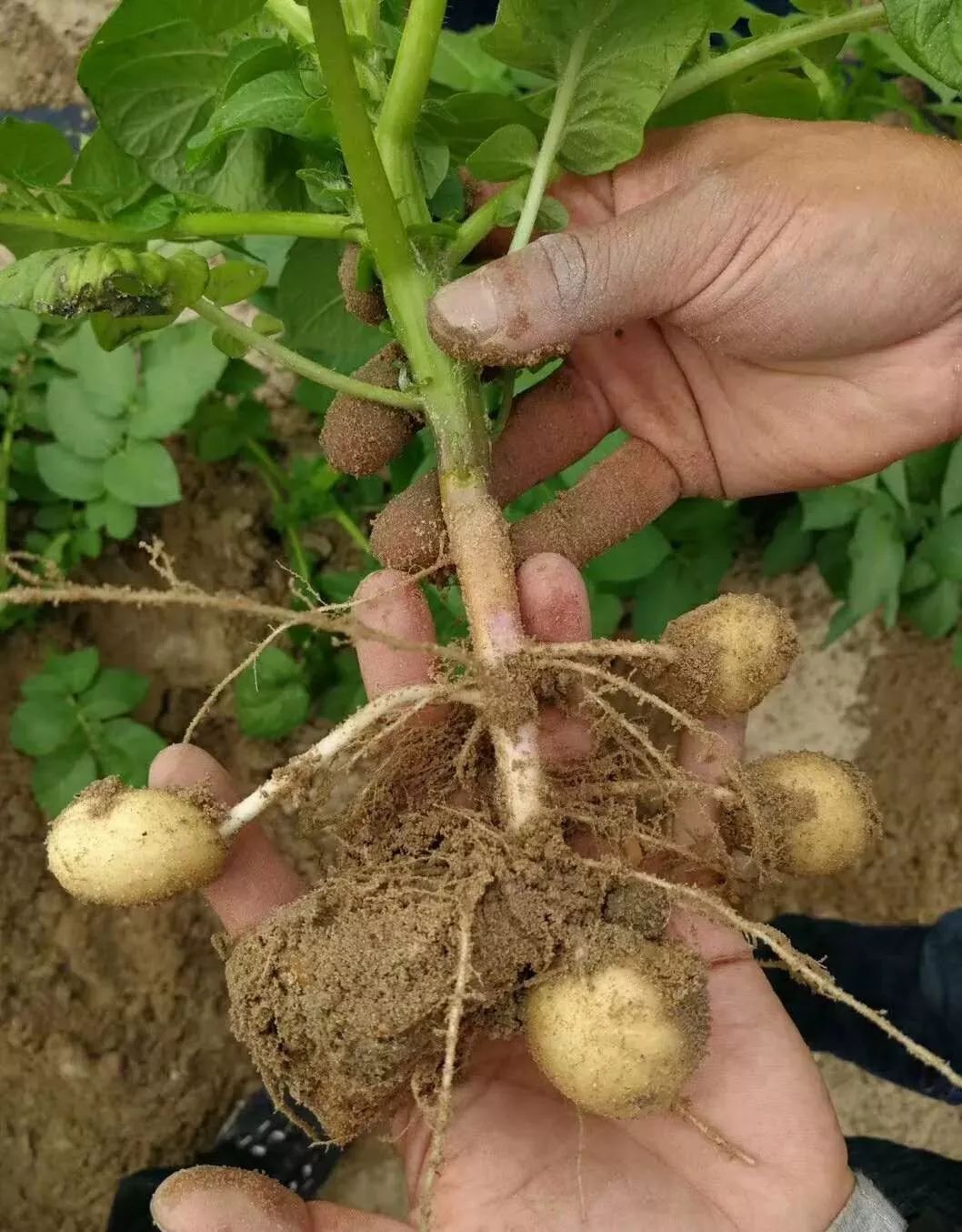 马铃薯是无性繁殖作物,在种植过程中,病毒可通过种薯无性多.